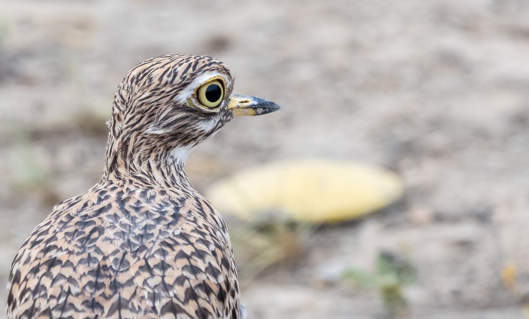 Spotted Thick-knee - ML193305011