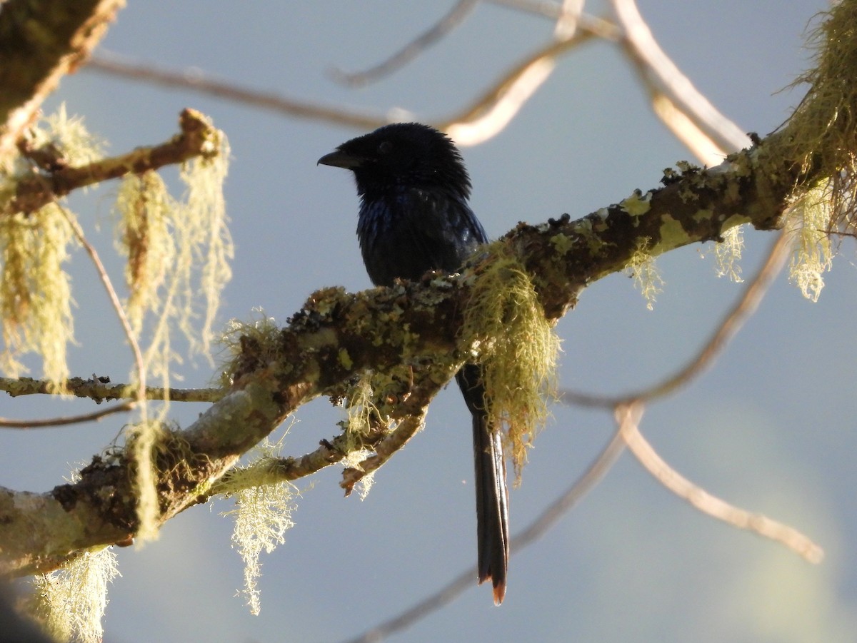 Lesser Racket-tailed Drongo - ML193308161