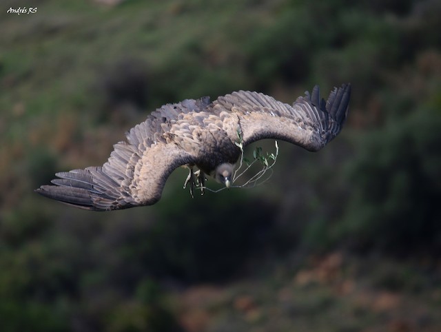 Adult collecting nest material. - Eurasian Griffon - 