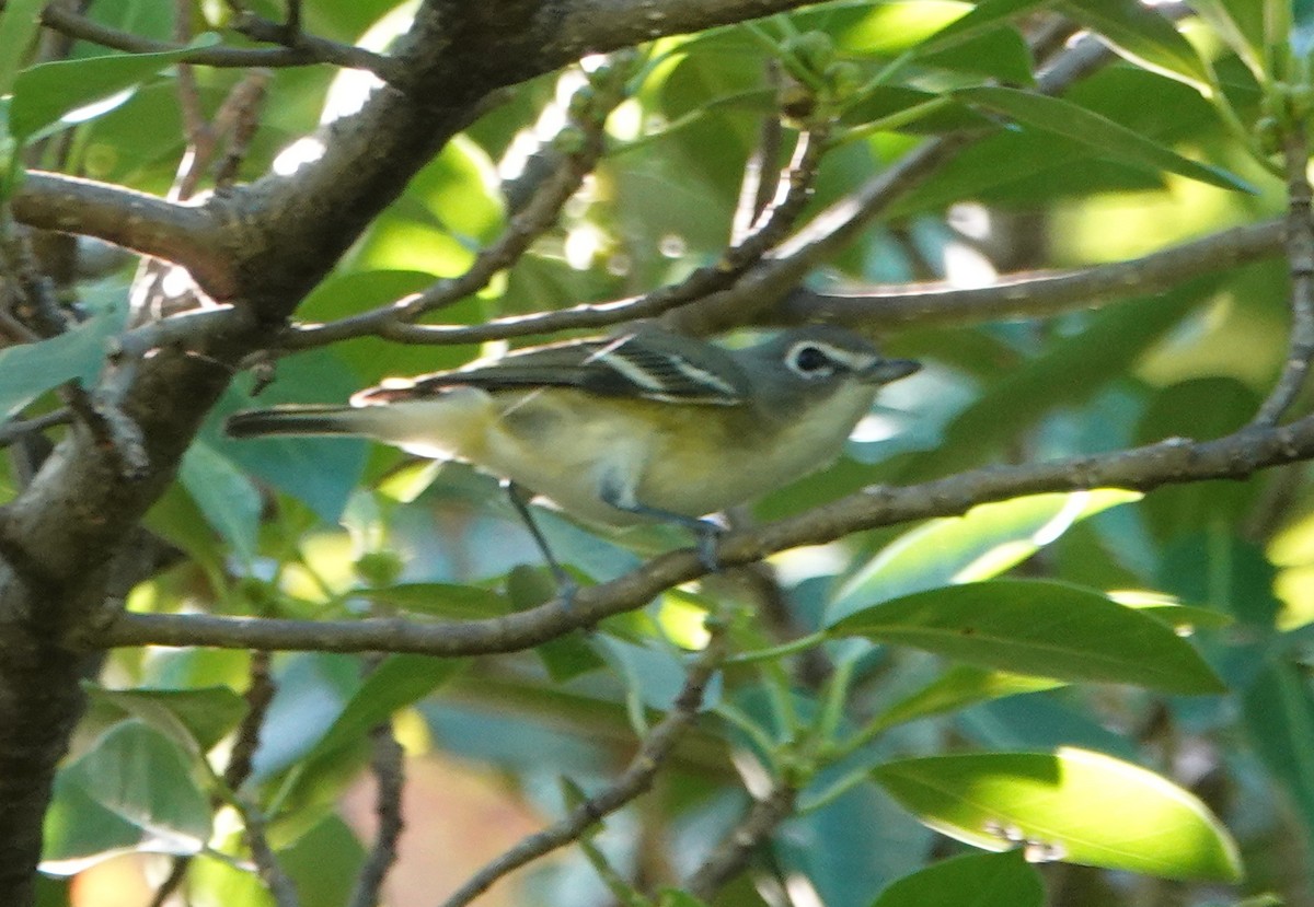 Blue-headed Vireo - Frank Guenther
