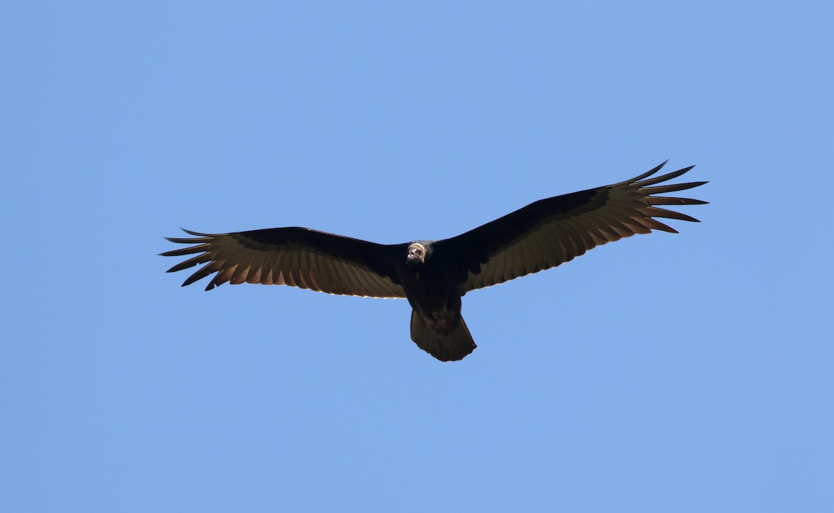 Turkey Vulture - ML193321851