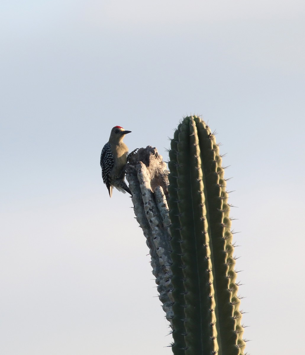 Red-crowned Woodpecker - ML193322101