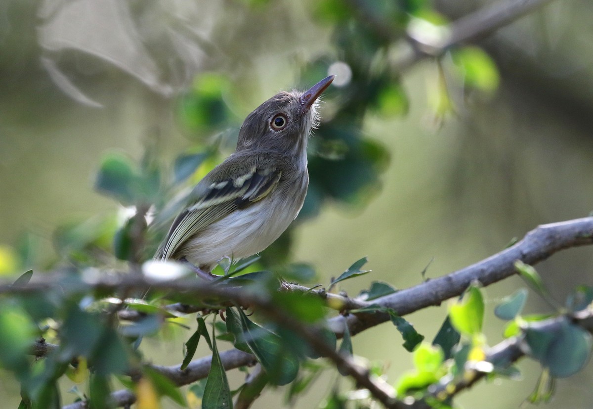 Pearly-vented Tody-Tyrant - ML193322681