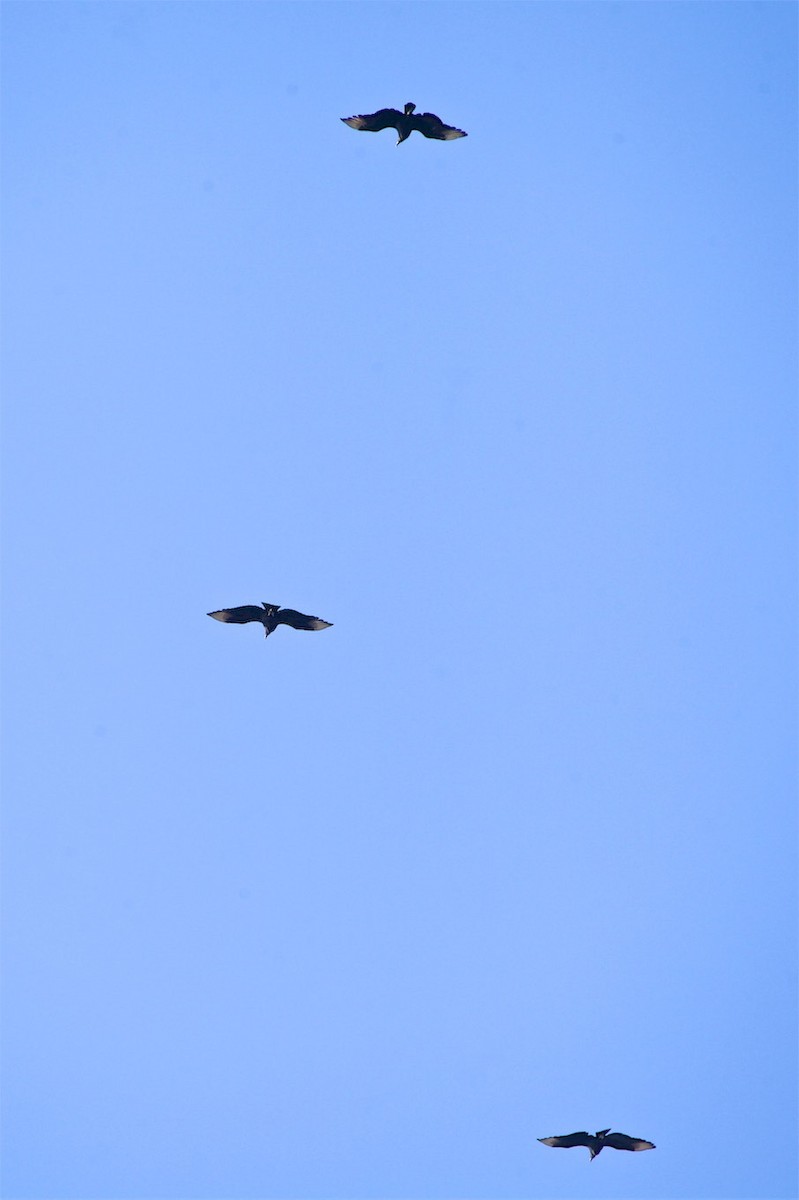Black Vulture - ML193323091