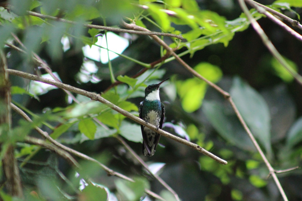 White-throated Hummingbird - ML193324551