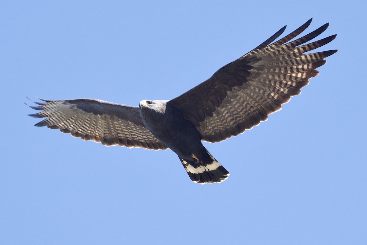 Zone-tailed Hawk - ML193326071