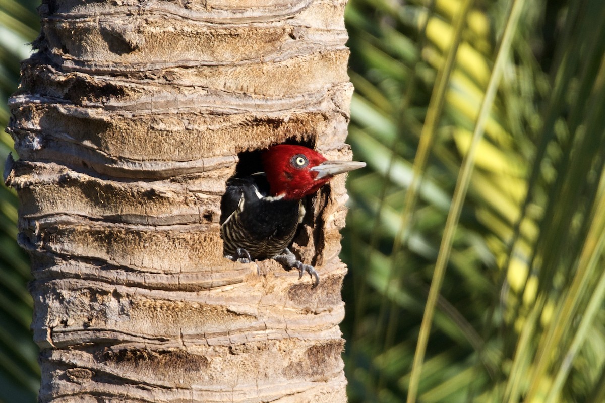 Pale-billed Woodpecker - Ian Jarvie