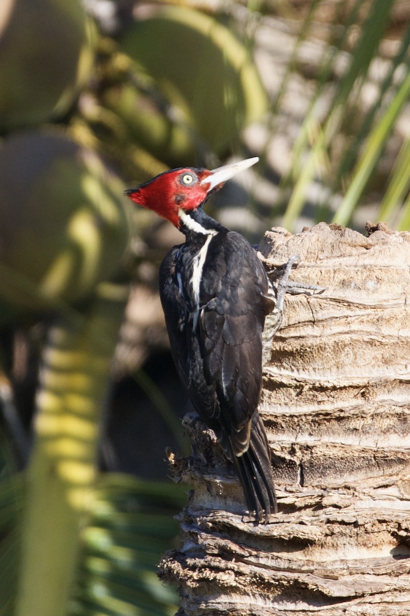 Pale-billed Woodpecker - ML193326851