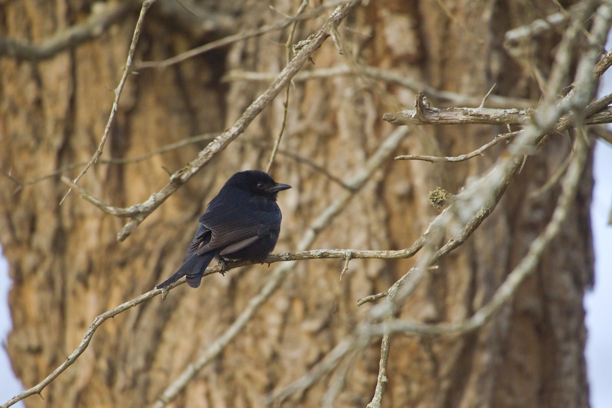 Fork-tailed Drongo - ML193327211