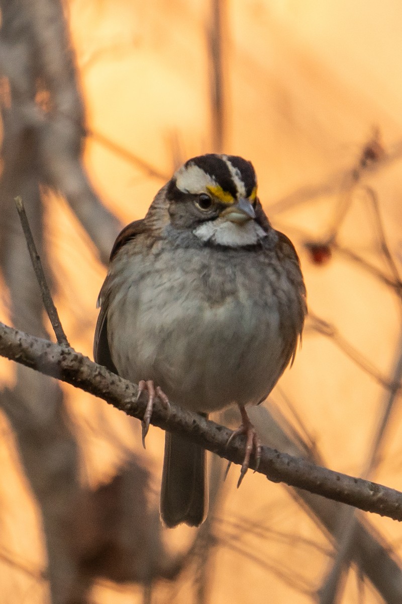 White-throated Sparrow - ML193327341