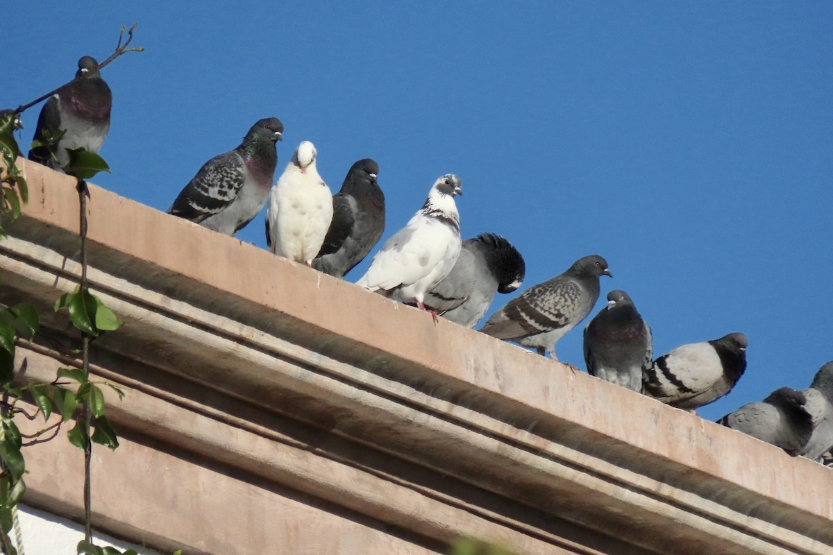 Rock Pigeon (Feral Pigeon) - Susan Mittelstadt
