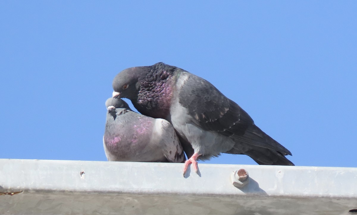 Rock Pigeon (Feral Pigeon) - ML193329121