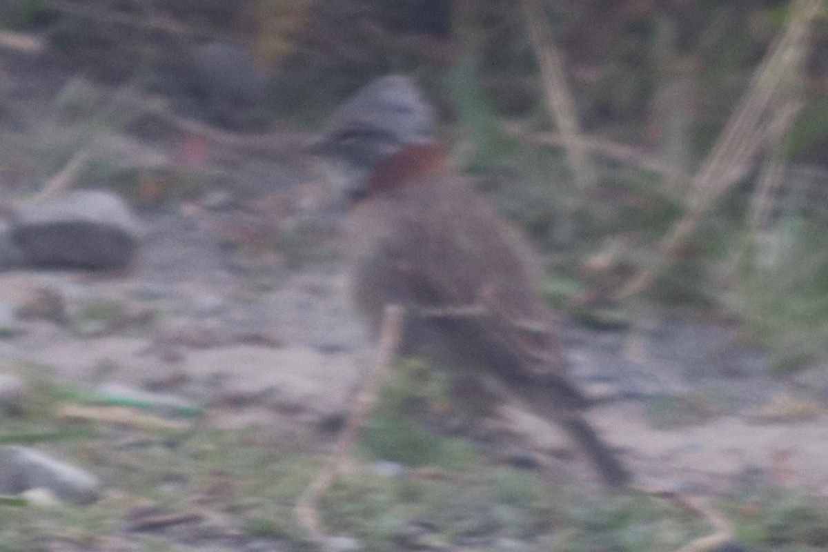 Rufous-collared Sparrow - ML193329481
