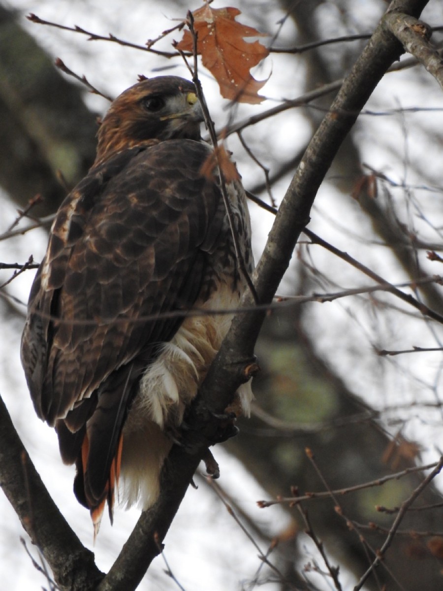 Red-tailed Hawk - ML193330401