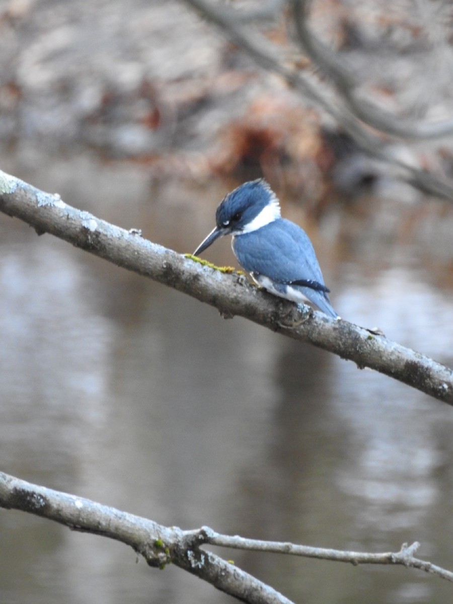 Belted Kingfisher - ML193330471