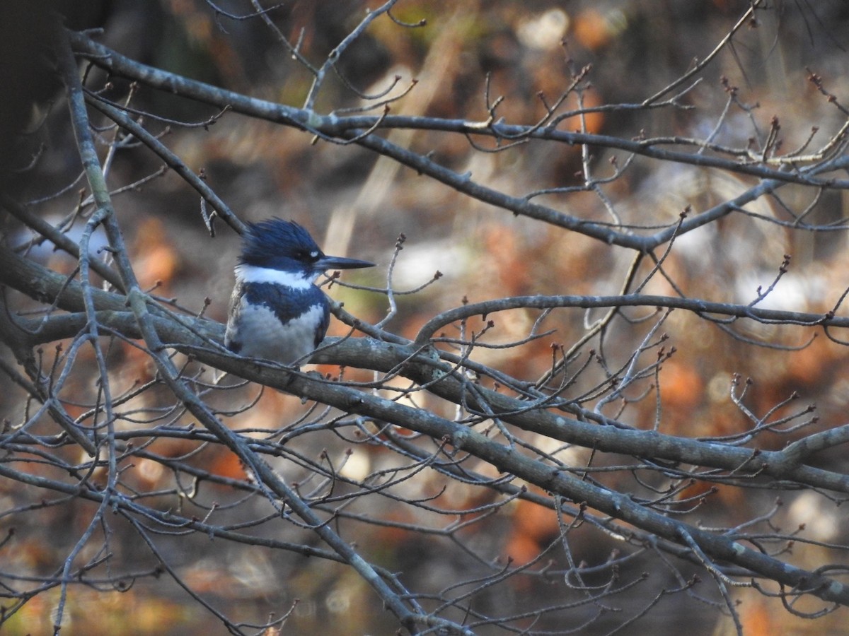 Belted Kingfisher - ML193330481