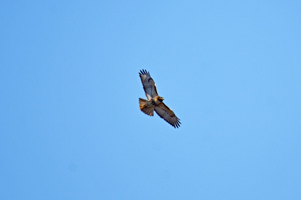 Red-tailed Hawk - ML193333941