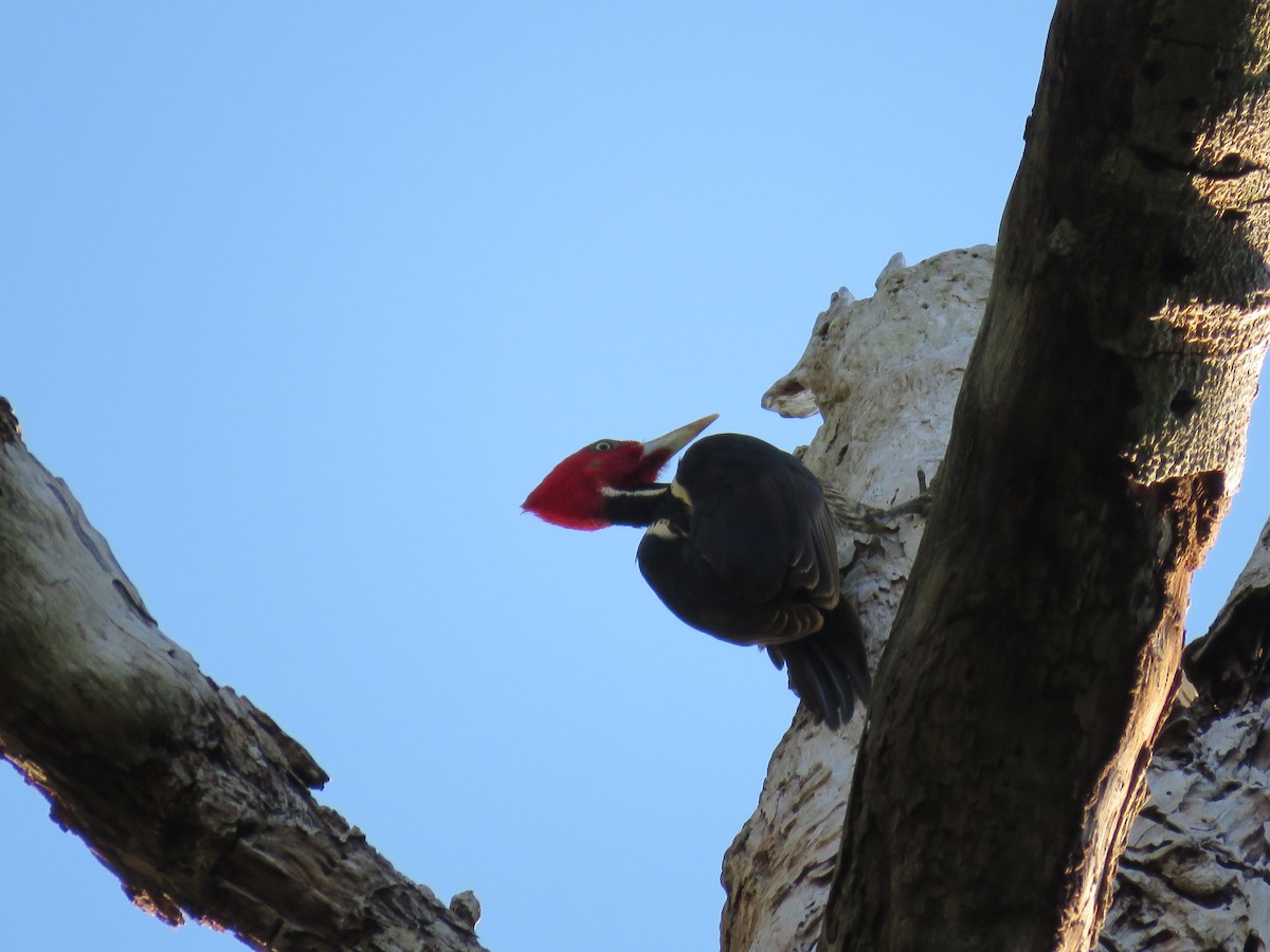Pale-billed Woodpecker - ML193334371