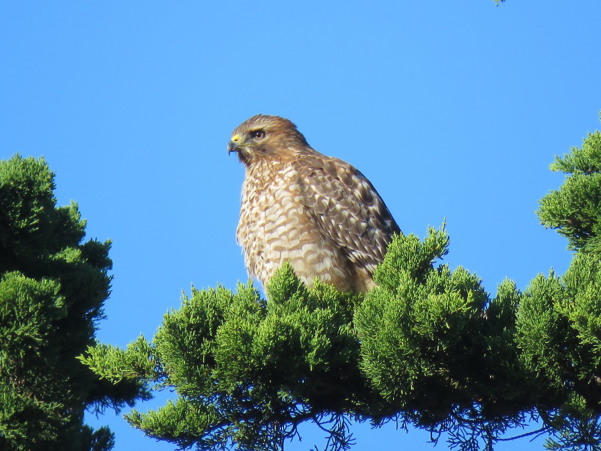Red-shouldered Hawk - John Perry
