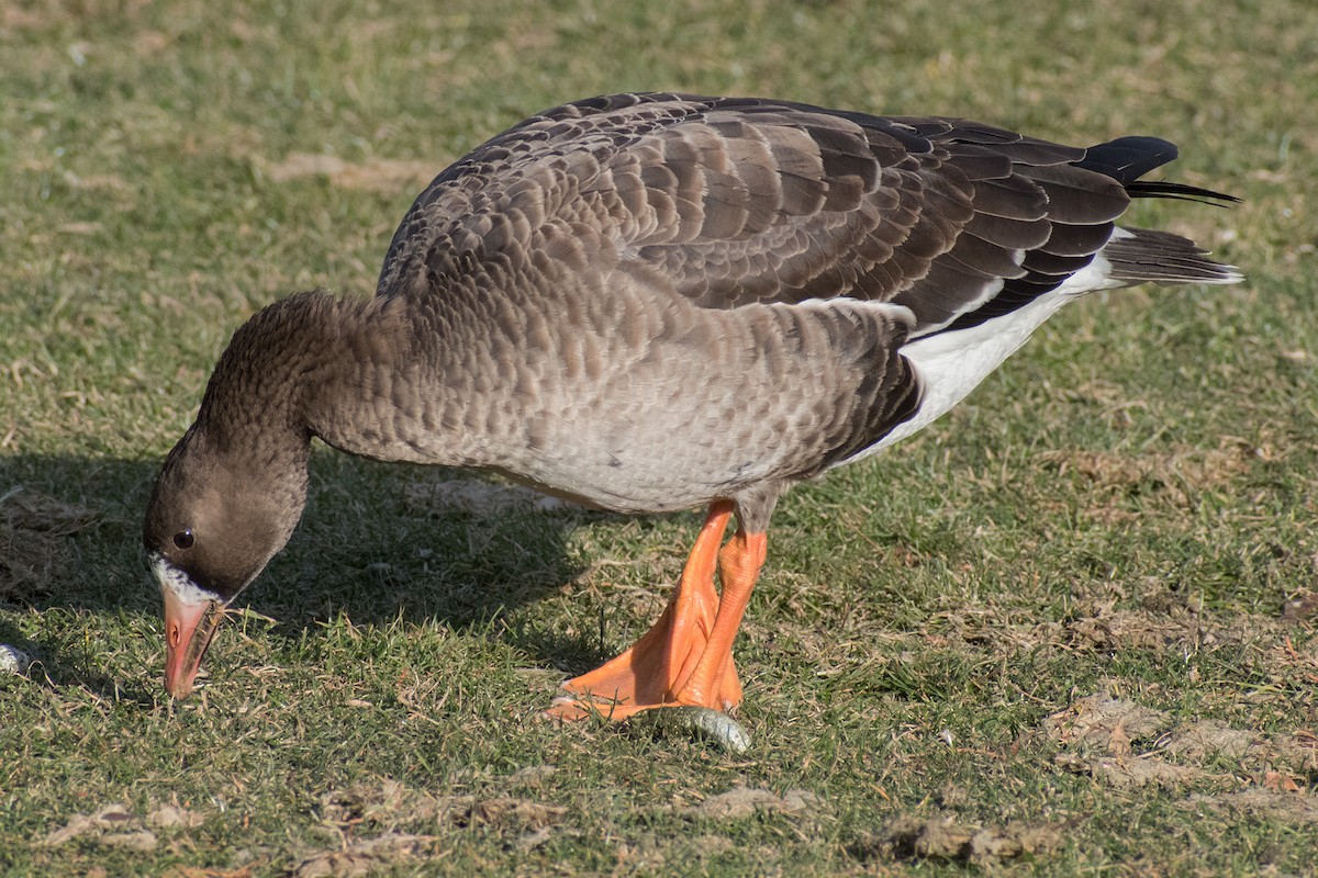 Greater White-fronted Goose - ML193335661