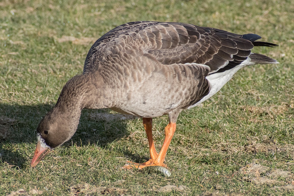 Greater White-fronted Goose - ML193335721