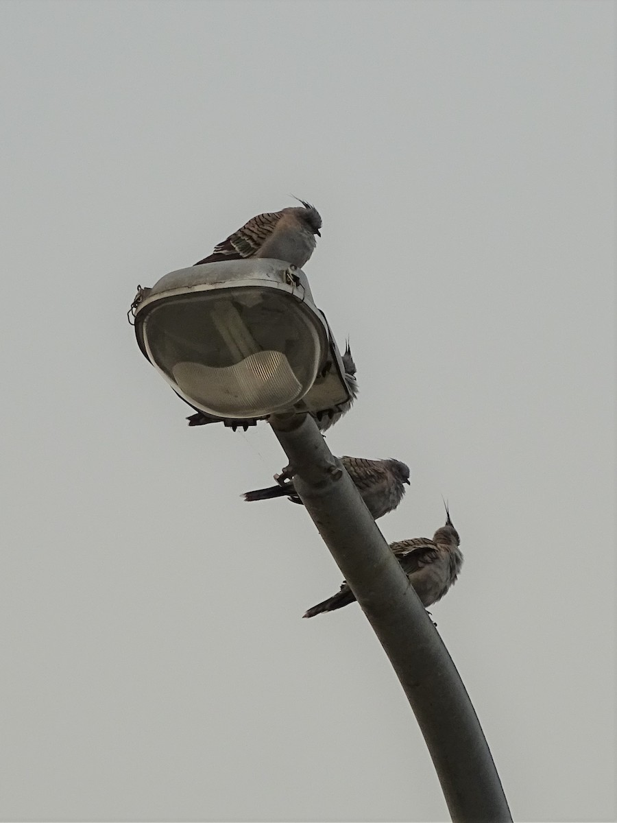 Crested Pigeon - ML193336001