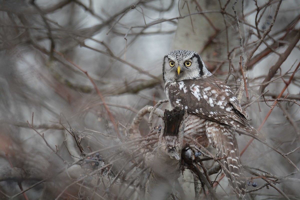 Northern Hawk Owl - Jax Nasimok