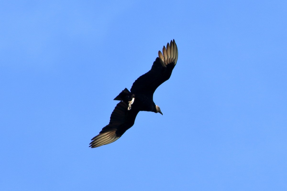 Black Vulture - ML193338551