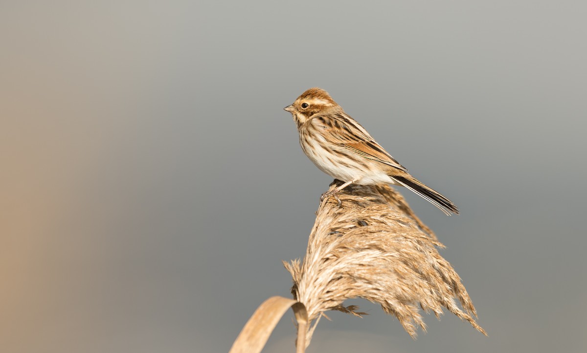 Reed Bunting - Rui Pereira | Portugal Birding