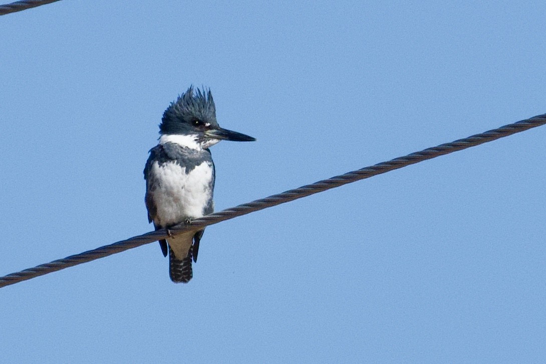 Belted Kingfisher - ML193344501