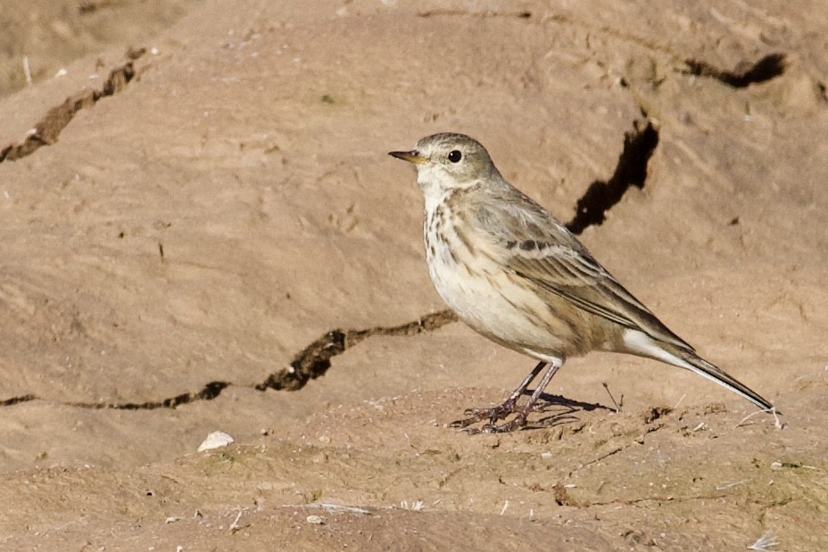 American Pipit - Rick Reeve