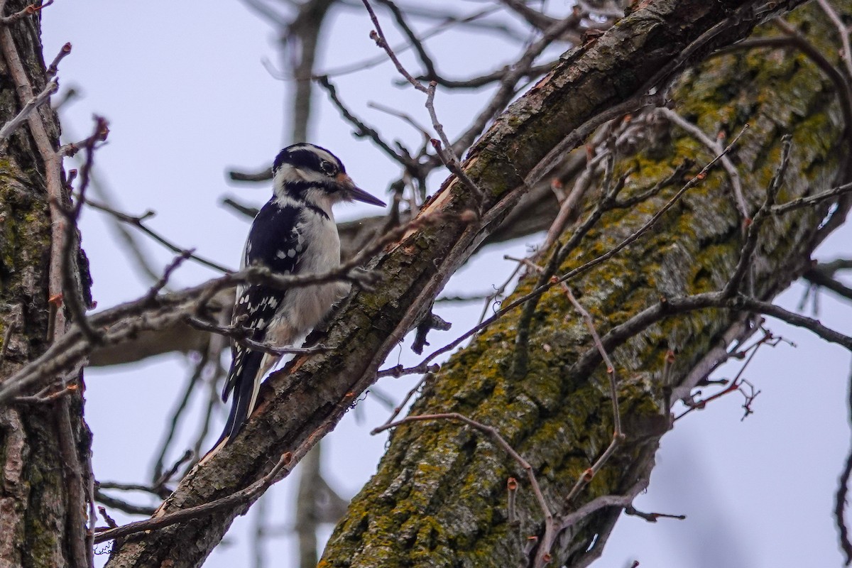 Hairy Woodpecker - Larry Theller