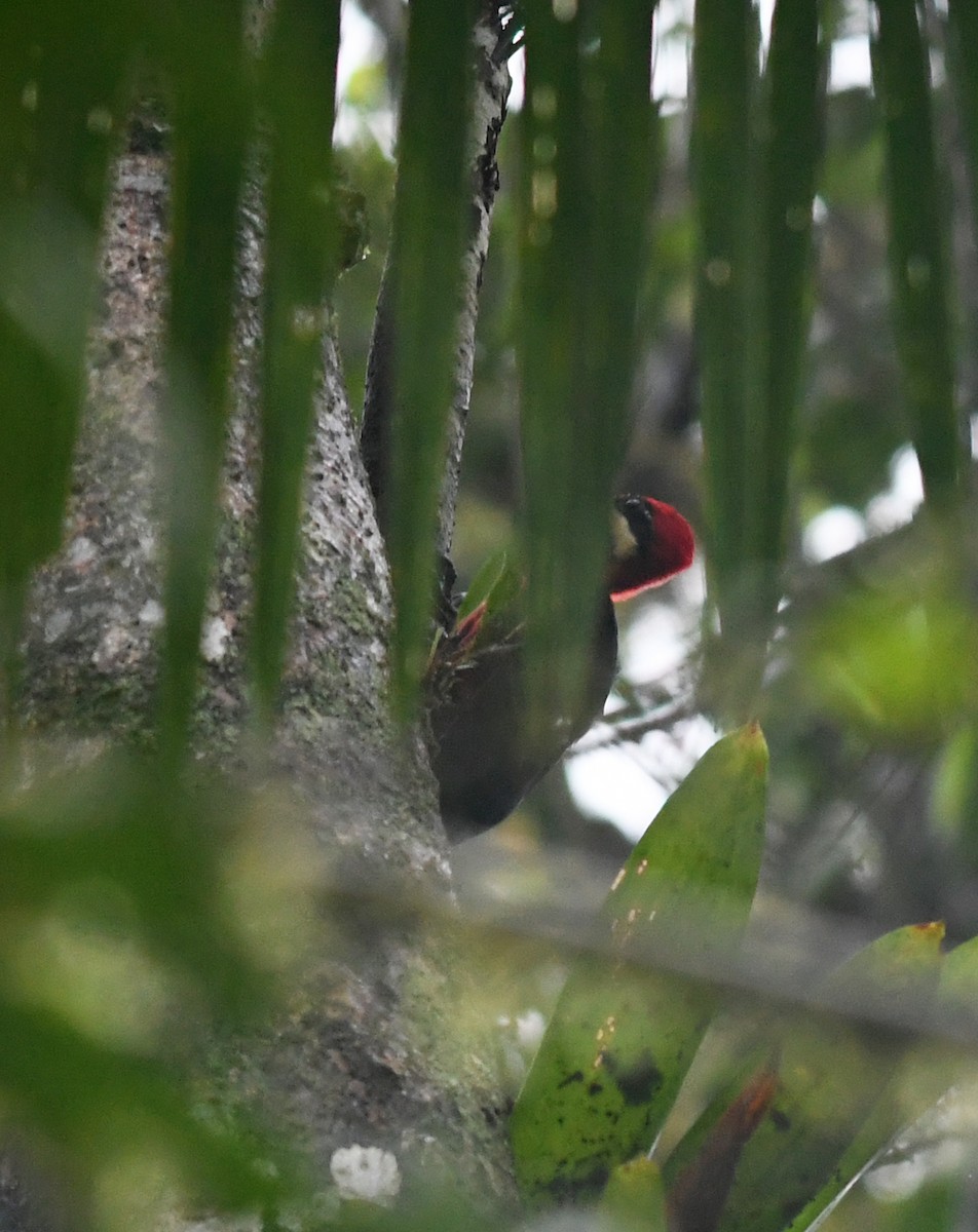 Crimson-bellied Woodpecker - Joshua Vandermeulen