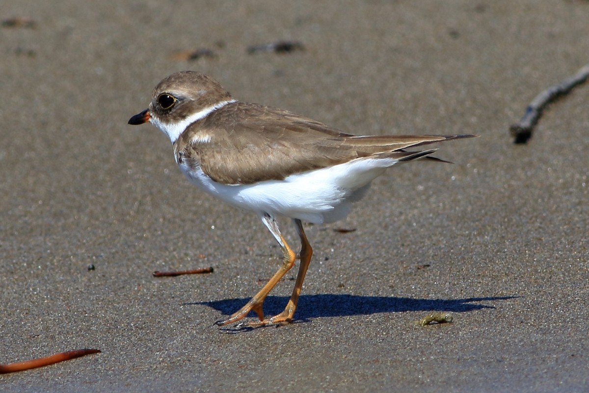 Semipalmated Plover - ML193358881