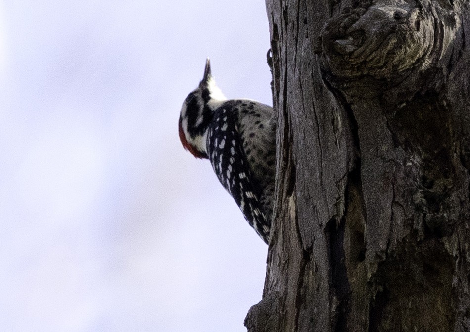 Nuttall's Woodpecker - Peter Seubert