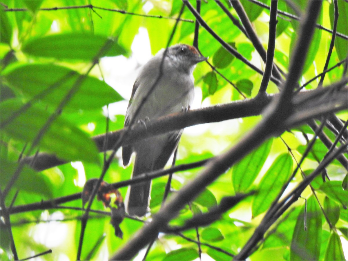 Rufous-crowned Babbler - Tuck Hong Tang