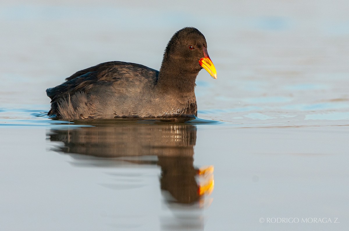 Red-fronted Coot - ML193362871
