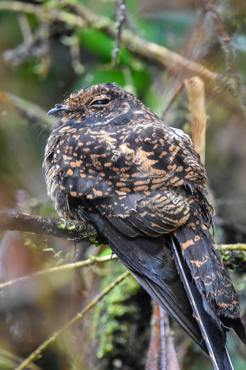Swallow-tailed Nightjar - Ted Kavanagh