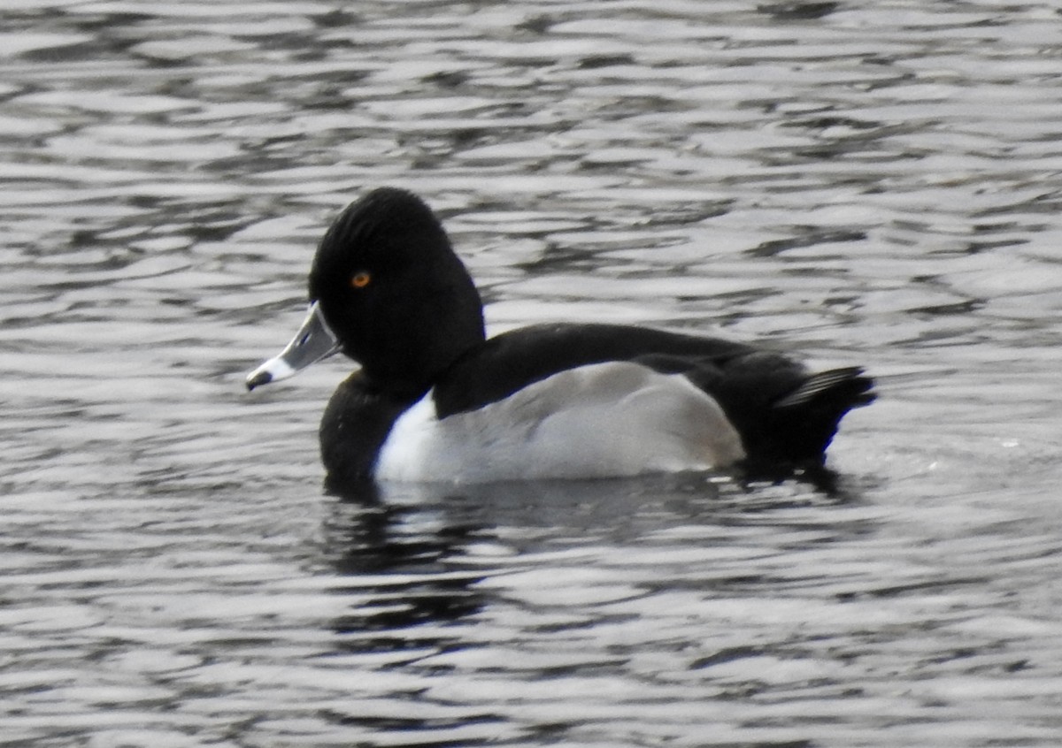 Ring-necked Duck - Janet Phillips