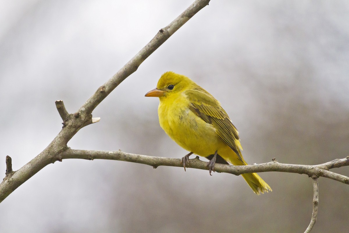 Summer Tanager - Geoff Anderson