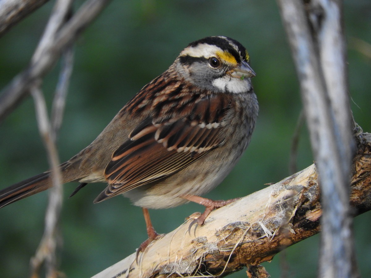 White-throated Sparrow - ML193372291