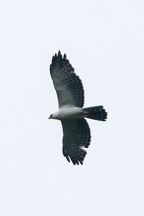 Black-and-white Hawk-Eagle - Ted Kavanagh