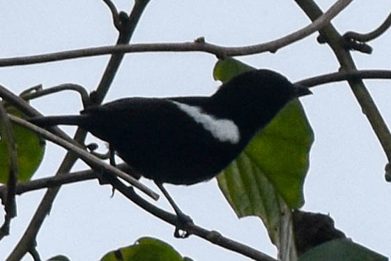 White-shouldered Tanager - ML193379021