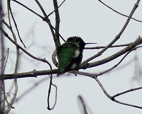 Anna's Hummingbird - ML193379331
