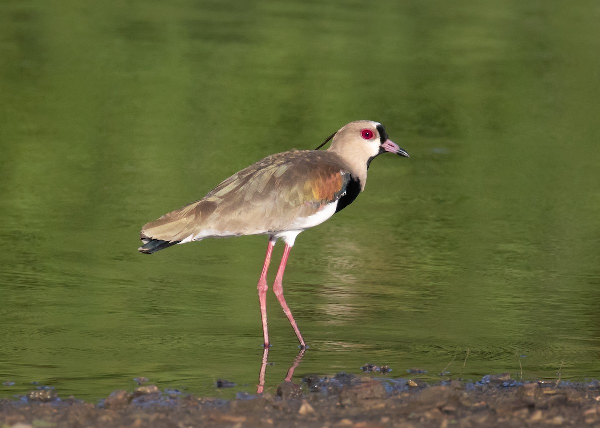 Southern Lapwing - Steve Schnoll