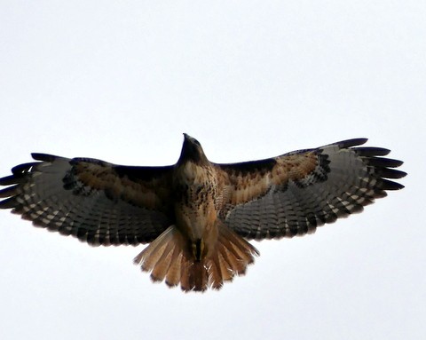 Red-tailed Hawk - ML193379571