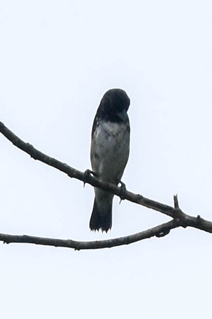 Black-and-white Seedeater - ML193379731