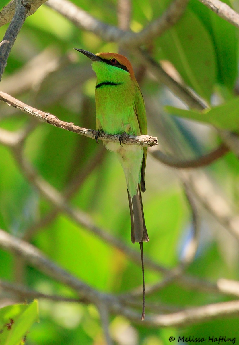 Asian Green Bee-eater - ML193380011