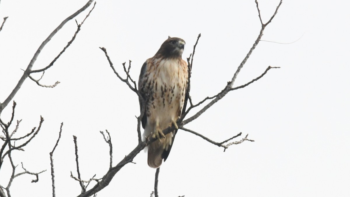 Red-tailed Hawk - Carl Winstead