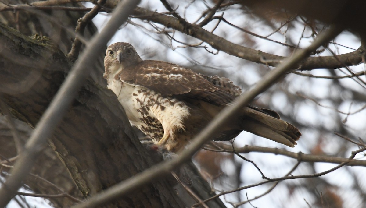 Red-tailed Hawk - ML193380991